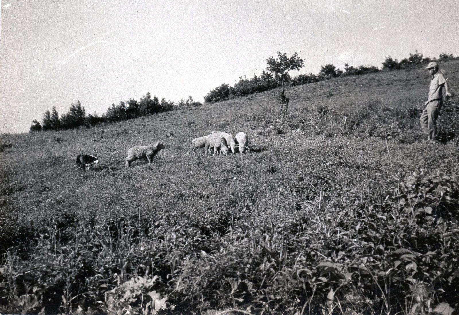 언덕에서 양 떼와 개를 지켜보는 킹스베리 선교사님